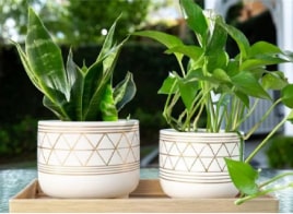 Plants