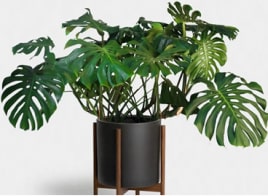 Plants