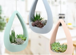 Plants