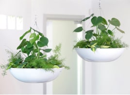 Plants