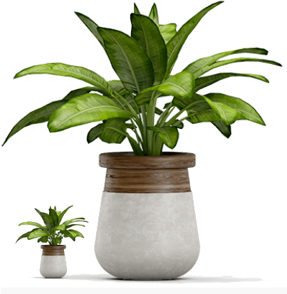 Plants