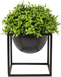 Plants
