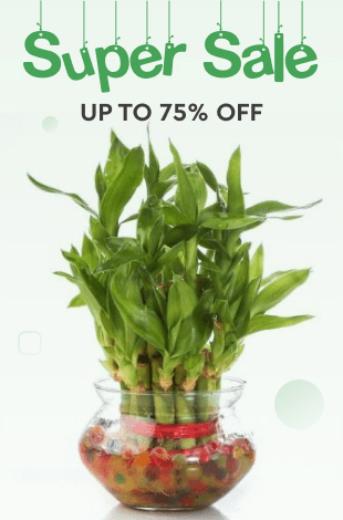 sale 70%